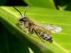 Andrena gravida